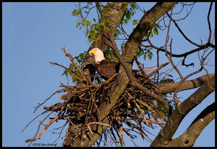 _2SB5800 bald eagle in nest.jpg
